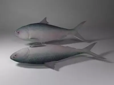 Hilsa fish Low-poly 3D model