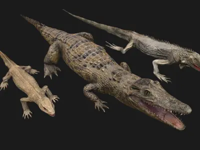 Reptile Crocodile Varan Iguana Low-poly 3D model