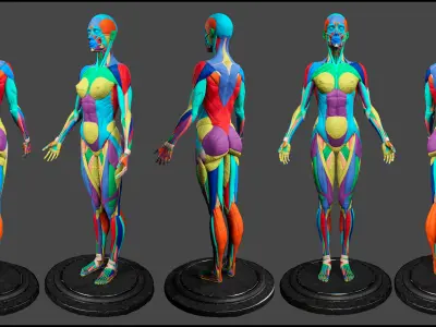 Female Anatomy Kit Commercial License Low-poly 3D model