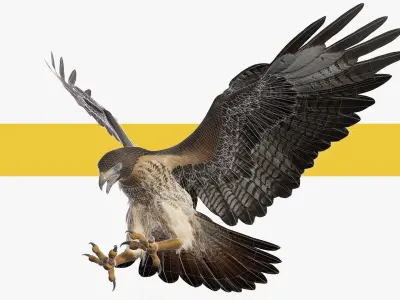 Stunning 3D Model of a Majestic Falcon Wildlife Enthusiasts Low-poly 3D model
