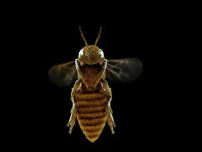 Animated bee 3D model