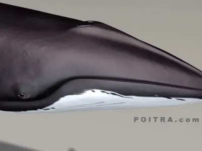 Minke Whale - Balaenoptera Acutoro - Adult Male - Pose 1 - 3D model