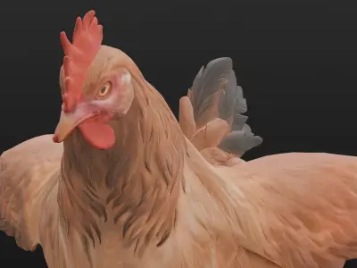 Animated Chicken 2 in 1  Low-poly 3D model