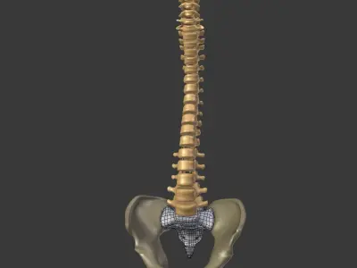 Spine - Tailbone - Sternum Low-poly 3D model
