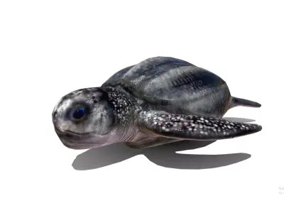 Leatherback sea turtle  Low-poly 3D model