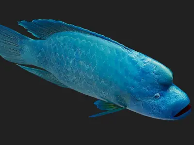 Wrasse Low-poly 3D model