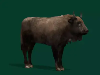European Bison Calf Free 3D model