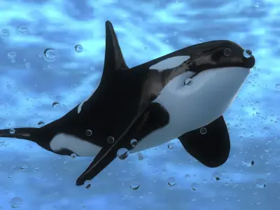 Killer Whale Model 17 Animations  Low-poly 3D model