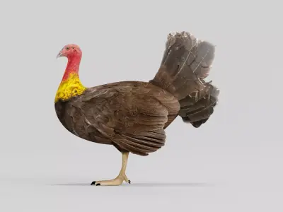 Australian brush turkey bird  Low-poly 3D model