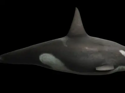 Killer Whale Low-poly 3D model