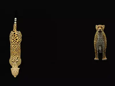 South African Cheetah Free low-poly 3D model