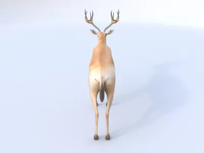 Saiga Antelope 3D model