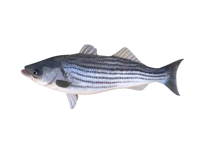 Low-Poly Striped Bass Animated Free low-poly 3D model