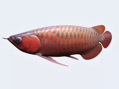 Arowana carp 3D model