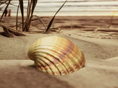 3D-Scanned Seashells - 2nd Set of 3 Low-poly 3D model