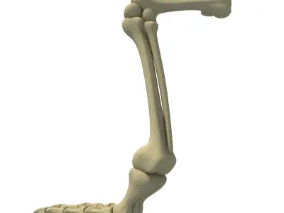 Pigeon Leg Skeleton 3D model