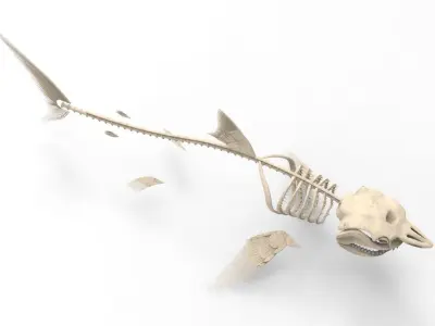 Great White Shark Skeleton 3D Model  3D model