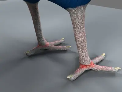 Victoria Crowned Pigeon 3D model