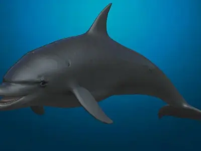 Rigged dolphin Low-poly 3D model