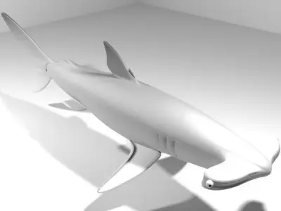 Shark - Hammerhead 3D model