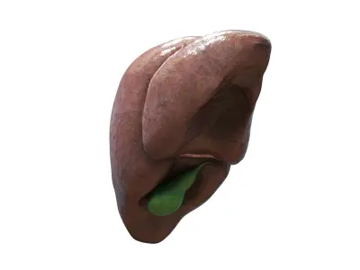 Liver 3D model purchase