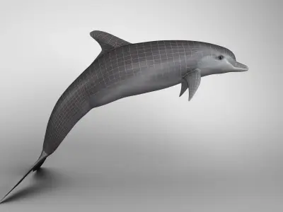 Dolphine dolphin 3D model