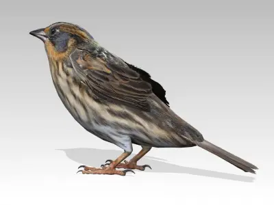 Saltmarsh Sparrow Low-poly 3D model
