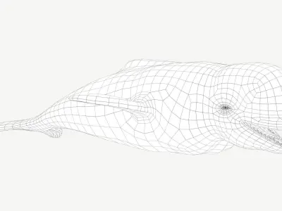 Beluga Whale Low-poly 3D model