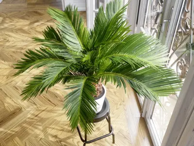  Sago Palm Potted Plant Model 