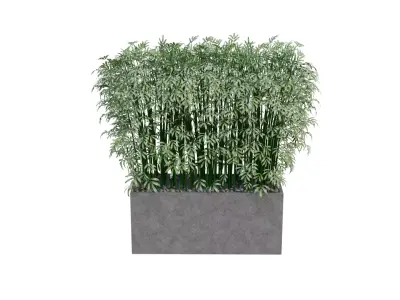 3D Bamboo Plant Model Realistic Potted Indoor Decoration Free low-poly 3D model