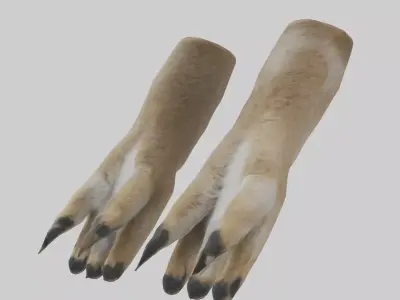 Coyote Paws Low-poly 3D model