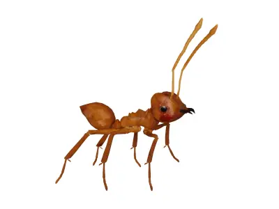Leafcutter Ant Insect Low-poly 3D model