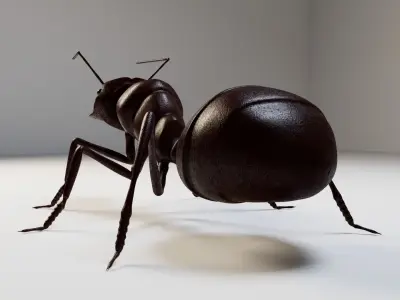 Ant 3d 3D model