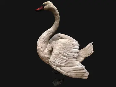 Swan Bird Low-poly 3D model