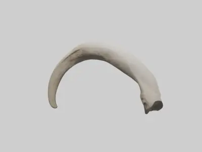 Elephant Femur Low-poly 3D model