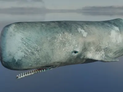 Whale  Low-poly 3D model