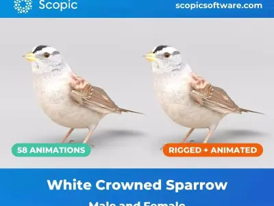3D Bird Pack White Crowned Sparrow Male and Female Low-poly 3D model