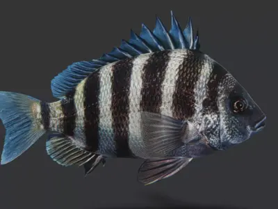 Sheepshead fish Animated 3D model