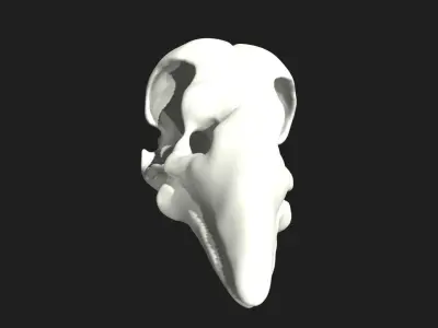 crow skull Low-poly 3D model