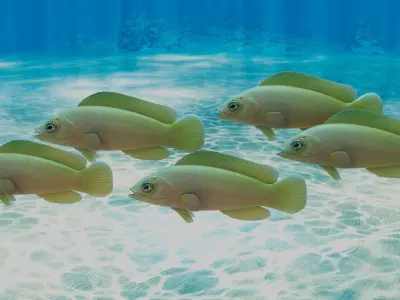 Yellow Dottyback Fish 3D model