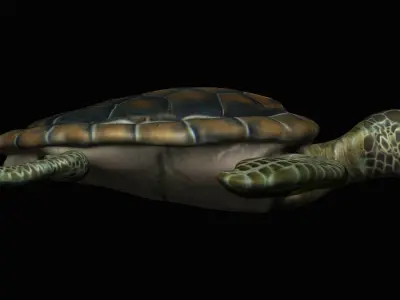 Water Turtle Low-poly 3D model