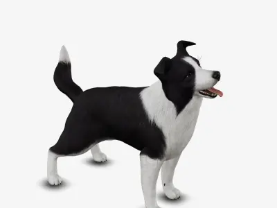 dog border collie Low-poly 3D model