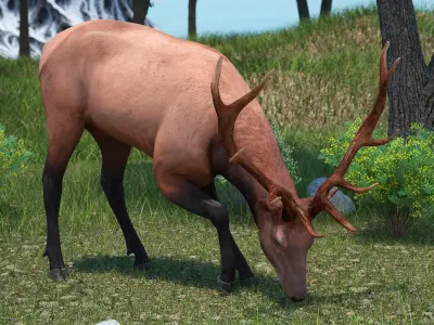 Realistic Elk Rigged for Cinema 4D 3D model