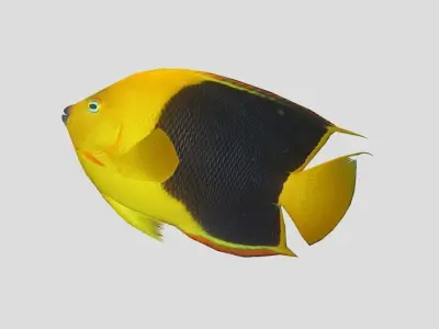  Angelfish rock Low-poly 3D model