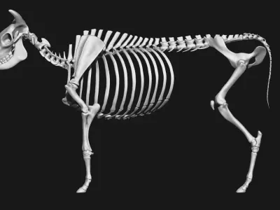 Cow skeleton 3D model