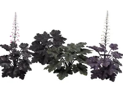Coralbells Primo Black Pearl 3d model Low-poly 3D model