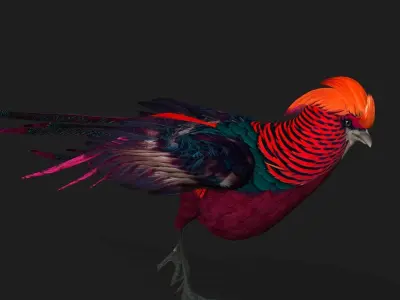 Pheasant A3 3D model
