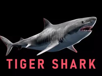 Animated Tiger Shark Low-poly 3D model
