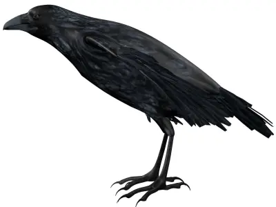 Raven Rigged  Low-poly 3D model