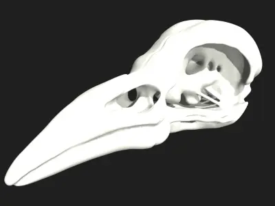 crow skull Low-poly 3D model